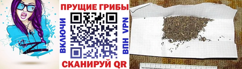 Псилоцибиновые грибы ЛСД  закладка  omg ССЫЛКА  Керчь 